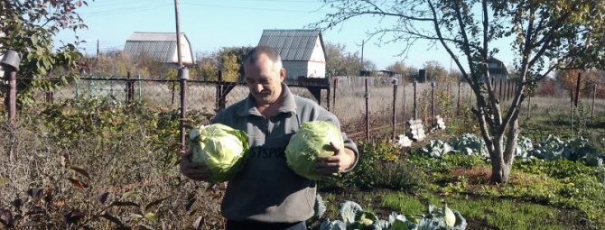 Лучшие сорта белокочанной капусты для посева на ваших грядках: список с фото