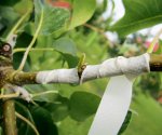 Прививка плодовых деревьев: сравнительный обзор лучших способов скрестить деревья