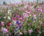 Как создать на участке сад ароматов: премудрости выращивания душистых трав
