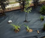 Способы применения геотекстиля в ландшафтном дизайне и садоводстве