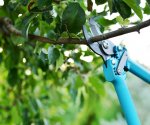 Как выбрать секатор для обрезки деревьев: ищем лучшие садовые ножницы