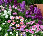 Бордюрные цветы: выбираем окантовку для клумбы и садовых дорожек