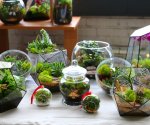 Создание сада в бутылке: мастер-класс по устройству флорариума