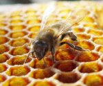 Как избавиться от пчел и ос на своем участке?