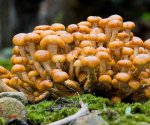 Грибные полянки: использование живых и искусственных грибов в дизайне участка