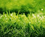 Технология ухода за газоном: обзор 6-ти важных процедур “травяной” заботы