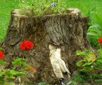 Корчевка пней деревьев: обзор 8-ми эффективных способов убрать остатки дерева