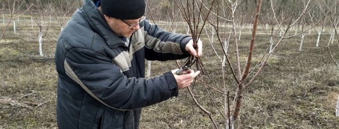 Весной обрезаю молодые сливы так, чтобы увеличить цветение в 3 раза