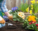 Какие цветы лучше посадить в саду и на даче: общие советы и рекомендации