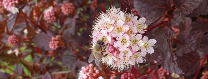 7 растений, которые могут красиво менять свой цвет в течение сезона