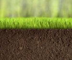 Трава для посадки газона: подборка лучших сортов для нашего климата