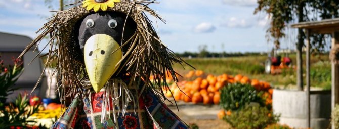 Огородное чучело своими руками: 3 мастер-класса + фото-подборка лучших вариантов