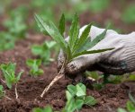 Какую пользу и вред приносят сорняки + как из них сделать удобрение