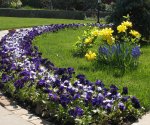 Дизайн однотонных клумб и моноцветников: как создать монохромный сад?