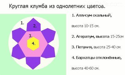 Схема клумбы из однолетников