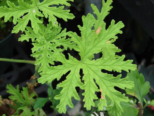 dushistaya_pelargoniya_1550582909_5c6c047d33881.jpg