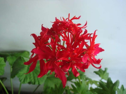 zvezdchataya_pelargoniya_fandango_1550843685_5c6fff2517824.jpg