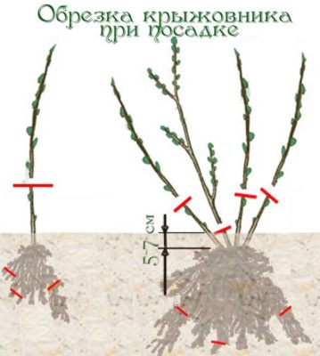 Обрезка крыжовника