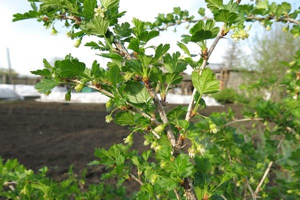 Куст крыжовника сорта Финик