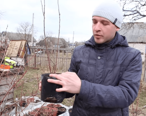 Обрезка саженцев голубики