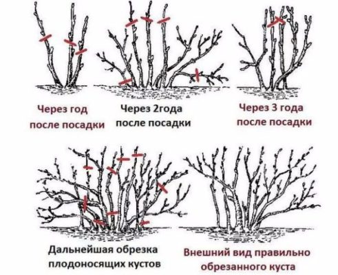 Схема обрезки шиповника