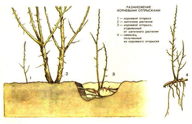 Корневые отпрыски