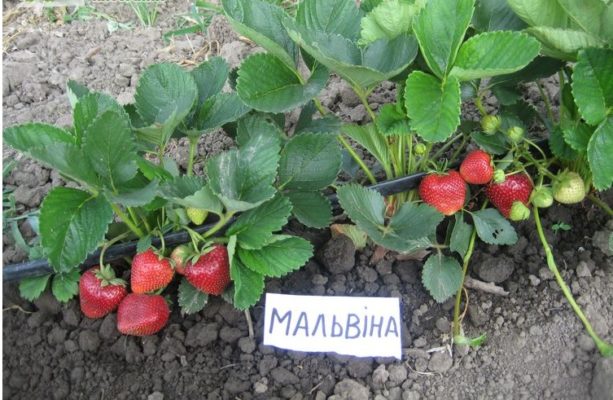 Плодоносящая клубника Мальвина на грядке