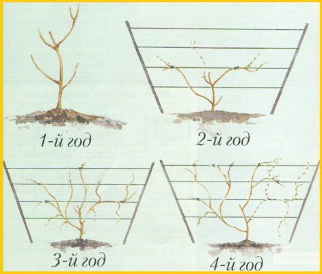 Схема обрезки лианы
