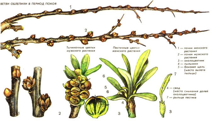 Признаки мужских и женских растений облепихи