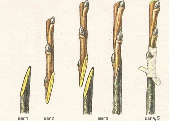 Процесс копулировки шелковицы