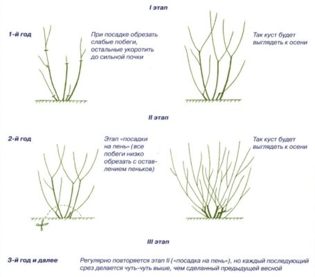 Схема обрезки барбариса