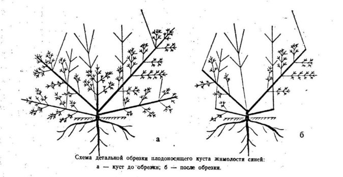 Схема обрезки жимолости