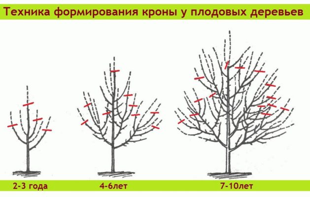 Схема формирования кроны шелковицы