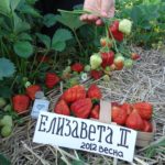 Урожай земляники Елизавета II