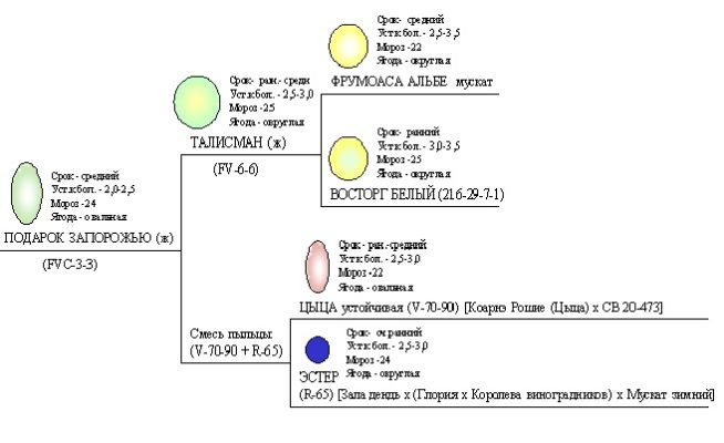 Родословная сорта Подарок Запорожью