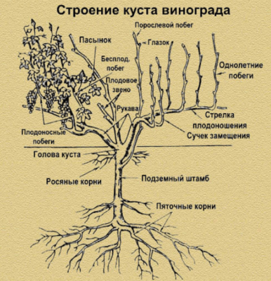 Строение куста по Гюйо