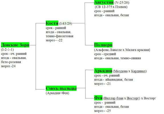 Родословная винограда Донские зори