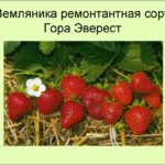 Сорт клубники Гора Эверест