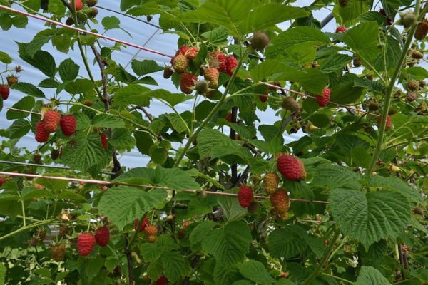 Разветвлённые кусты малины