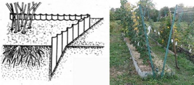 Ограничение разрастания малины с помощью шифера