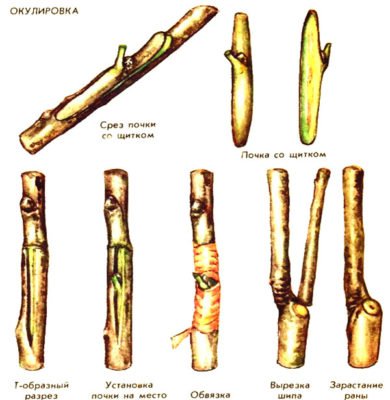 Окулировка глазком