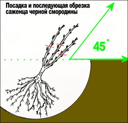 Посадка куста чёрной смородины