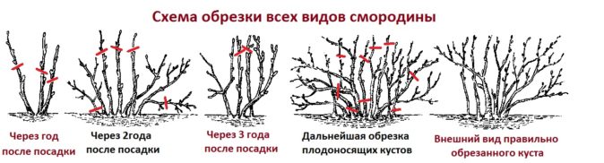 Схема обрезки чёрной смородины