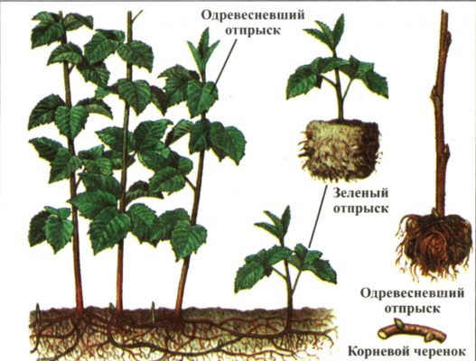 Посадочный материал для размножения малины