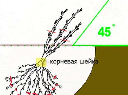 Посадка черенка красной смородины