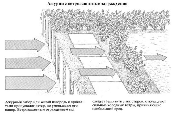 Защита посадок от ветра