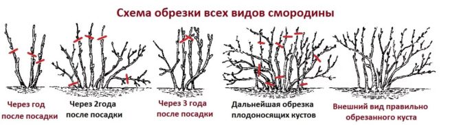 Схема обрезки смородины