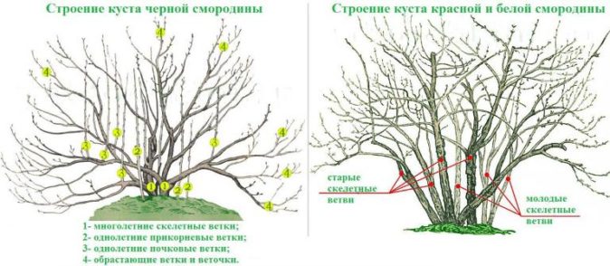 Строение куста смородины