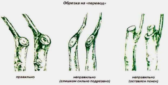 Срез «с переводом»