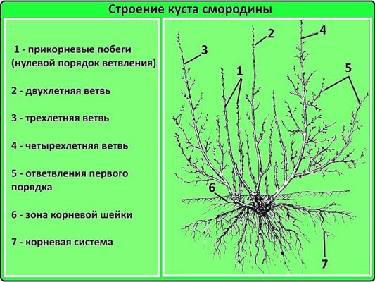 Строение куста смородины